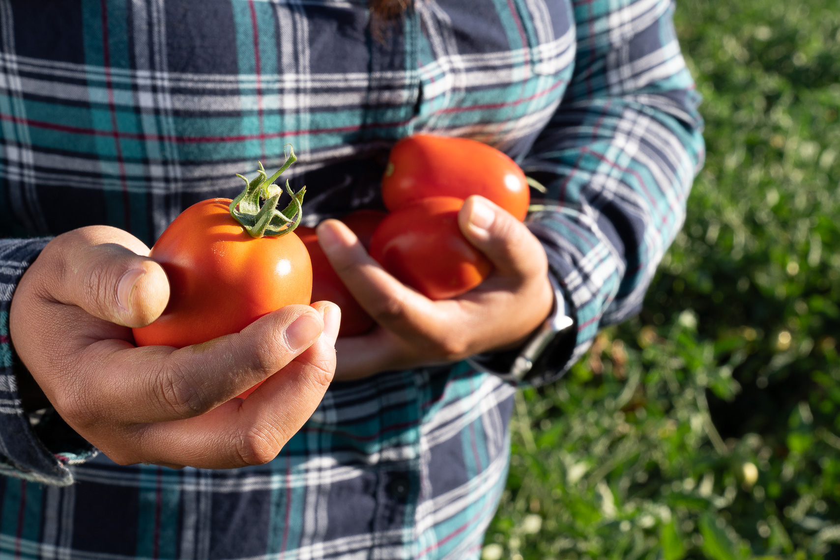 Commercial Agriculture Director Tampa FL | Widoff Photo